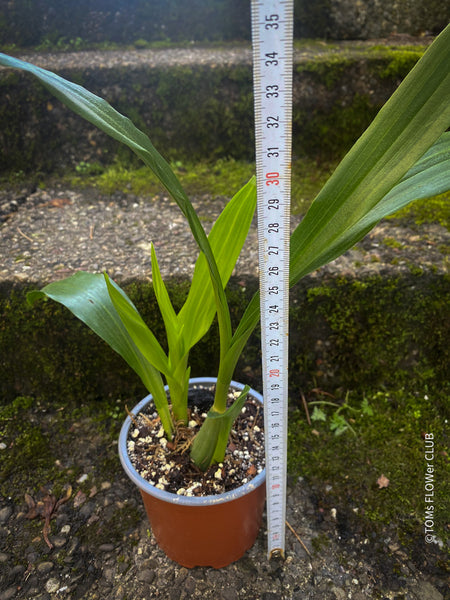 Zygopetalum Impasto Green Orchid, fragrant orchid, Duft-orchidee, violet green flowering orchid, organically grown tropical plants and orchids for sale at TOMsFLOWer CLUB.