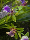 Zygopetalum Impasto Green Orchid, fragrant orchid, Duft-orchidee, violet green flowering orchid, organically grown tropical plants and orchids for sale at TOMsFLOWer CLUB.