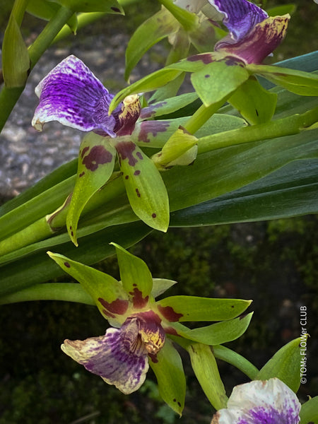 Zygopetalum Impasto Green Orchid, fragrant orchid, Duft-orchidee, violet green flowering orchid, organically grown tropical plants and orchids for sale at TOMsFLOWer CLUB.