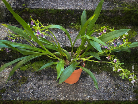 Zygopetalum Impasto Green Orchid, fragrant orchid, Duft-orchidee, violet green flowering orchid, organically grown tropical plants and orchids for sale at TOMsFLOWer CLUB.