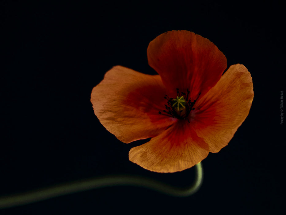 Close-up photograph of a vibrant orange poppies flower with delicate petals, captured by TOMas Rodak using a Hasselblad camera, showcasing a striking floral motif.