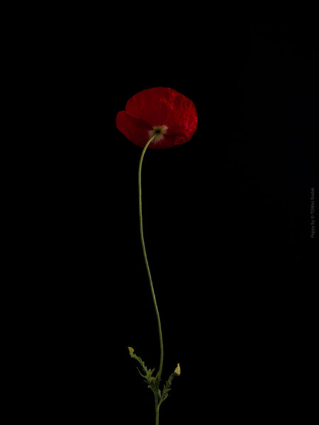 Close-up photograph of a vibrant pink poppy flower with delicate petals, captured by TOMas Rodak using a Hasselblad camera, showcasing a striking floral motif.