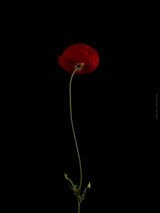 Close-up photograph of a vibrant pink poppy flower with delicate petals, captured by TOMas Rodak using a Hasselblad camera, showcasing a striking floral motif.