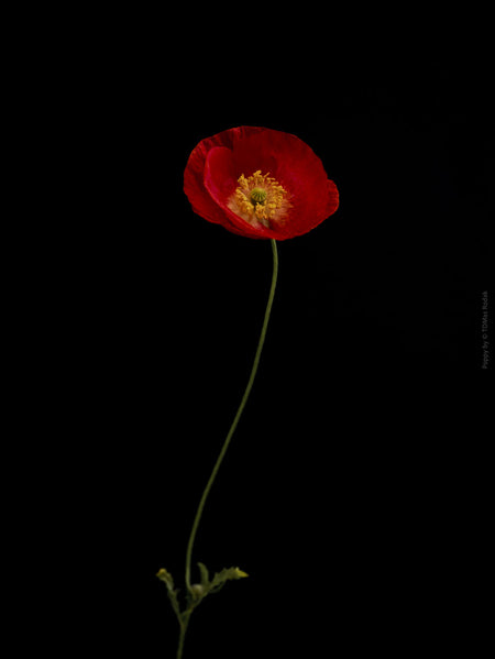 Close-up photograph of a vibrant pink poppy flower with delicate petals, captured by TOMas Rodak using a Hasselblad camera, showcasing a striking floral motif.