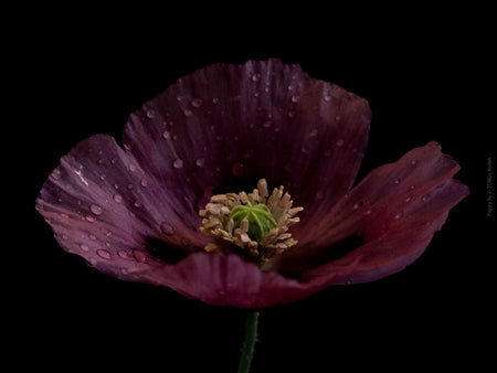 Close-up photograph of a vibrant pink poppies flower with delicate petals, captured by TOMas Rodak using a Hasselblad camera, showcasing a striking floral motif.