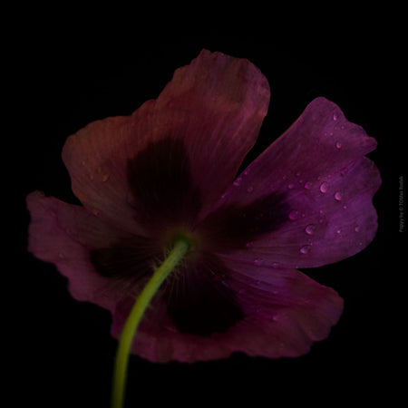 Close-up photograph of a vibrant pink poppy flower with delicate petals, captured by TOMas Rodak using a Hasselblad camera, showcasing a striking floral motif.