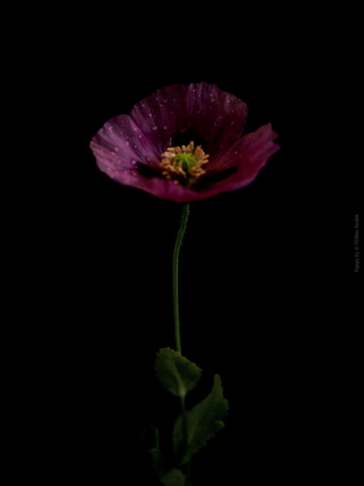 Close-up photograph of a vibrant pink poppy flower with delicate petals, captured by TOMas Rodak using a Hasselblad camera, showcasing a striking floral motif.