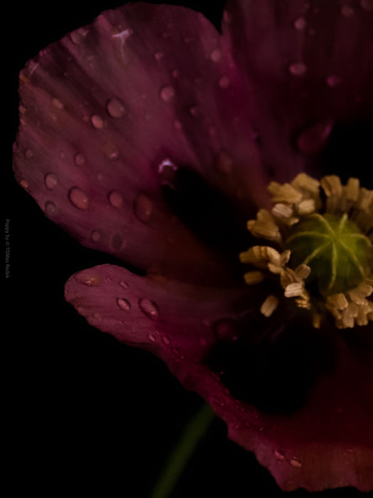 Close-up photograph of a vibrant pink poppy flower with delicate petals, captured by TOMas Rodak using a Hasselblad camera, showcasing a striking floral motif.