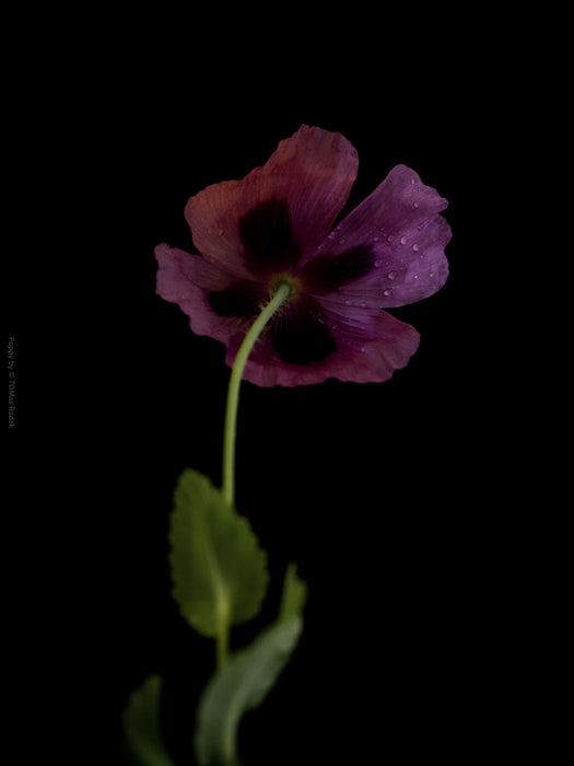 Close-up photograph of a vibrant pink poppy flower with delicate petals, captured by TOMas Rodak using a Hasselblad camera, showcasing a striking floral motif.