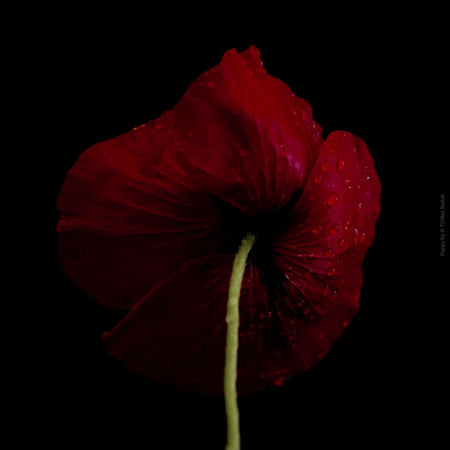 Close-up photograph of a vibrant red poppy flower with delicate petals, captured by TOMas Rodak using a Hasselblad camera, showcasing a striking floral motif.