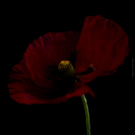 Close-up photograph of a vibrant red poppy flower with delicate petals, captured by TOMas Rodak using a Hasselblad camera, showcasing a striking floral motif.