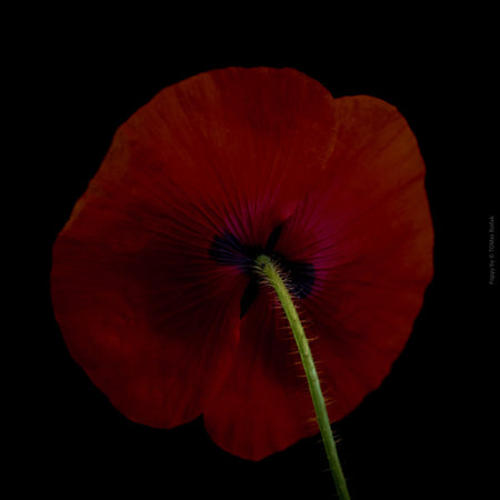 Close-up photograph of a vibrant red poppy flower with delicate petals, captured by TOMas Rodak using a Hasselblad camera, showcasing a striking floral motif.