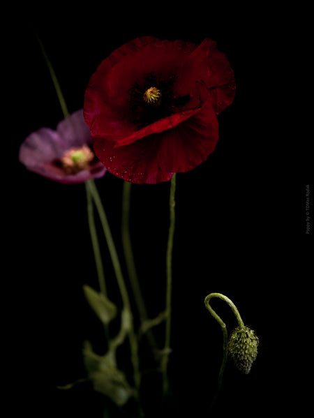 Close-up photograph of a vibrant red and pink poppy flower with delicate petals, captured by TOMas Rodak using a Hasselblad camera, showcasing a striking floral motif.