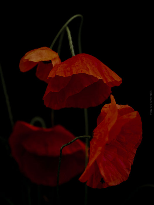 Close-up photograph of a vibrant red poppies flower with delicate petals, captured by TOMas Rodak using a Hasselblad camera, showcasing a striking floral motif.