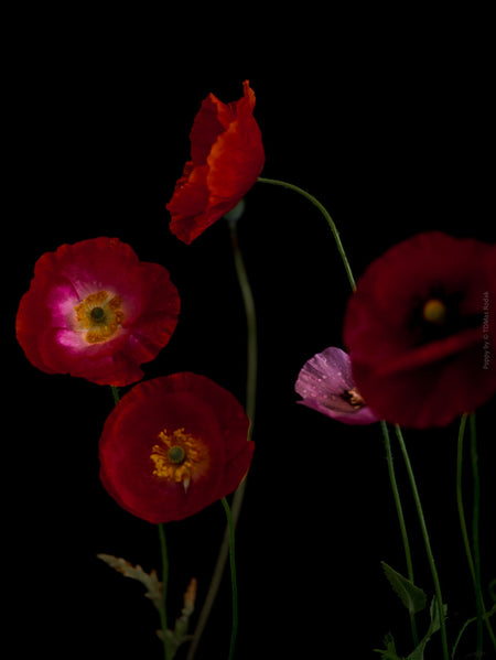 Close-up photograph of a vibrant red poppies flower with delicate petals, captured by TOMas Rodak using a Hasselblad camera, showcasing a striking floral motif.