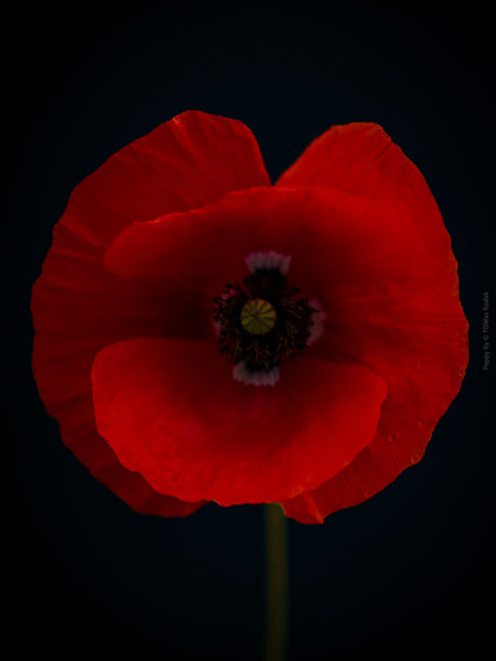 Close-up photograph of a vibrant red poppies flower with delicate petals, captured by TOMas Rodak using a Hasselblad camera, showcasing a striking floral motif.