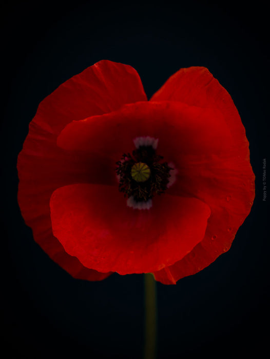 Close-up photograph of a vibrant red poppies flower with delicate petals, captured by TOMas Rodak using a Hasselblad camera, showcasing a striking floral motif.