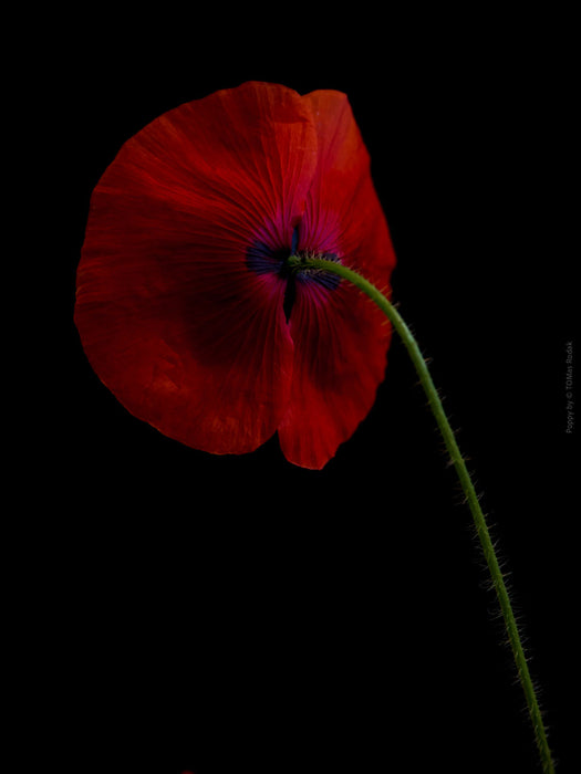 Close-up photograph of a vibrant red poppy flower with delicate petals, captured by TOMas Rodak using a Hasselblad camera, showcasing a striking floral motif.