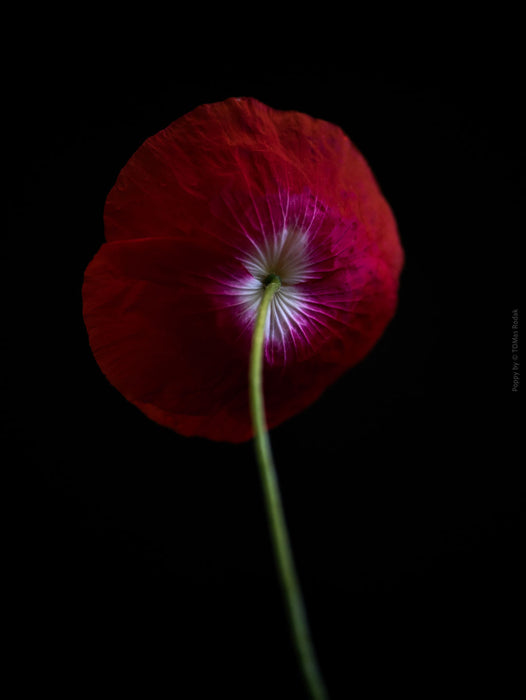 Close-up photograph of a vibrant red poppy flower with delicate petals, captured by TOMas Rodak using a Hasselblad camera, showcasing a striking floral motif.