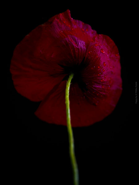 Close-up photograph of a vibrant red poppies flower with delicate petals, captured by TOMas Rodak using a Hasselblad camera, showcasing a striking floral motif.