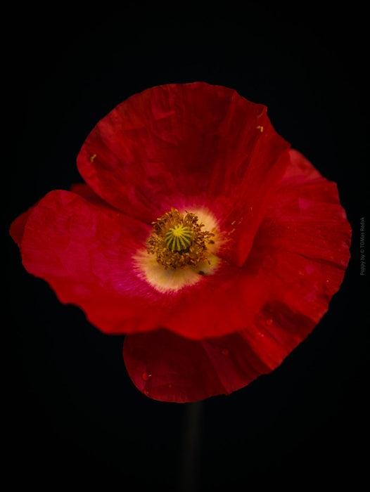 Close-up photograph of a vibrant red poppies flower with delicate petals, captured by TOMas Rodak using a Hasselblad camera, showcasing a striking floral motif.