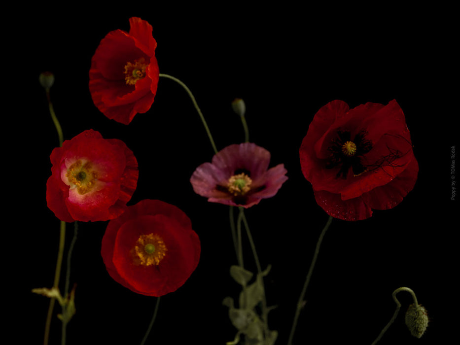 Close-up photograph of a vibrant red poppies flower with delicate petals, captured by TOMas Rodak using a Hasselblad camera, showcasing a striking floral motif.