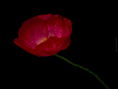 Close-up photograph of a vibrant red poppies flower with delicate petals, captured by TOMas Rodak using a Hasselblad camera, showcasing a striking floral motif.