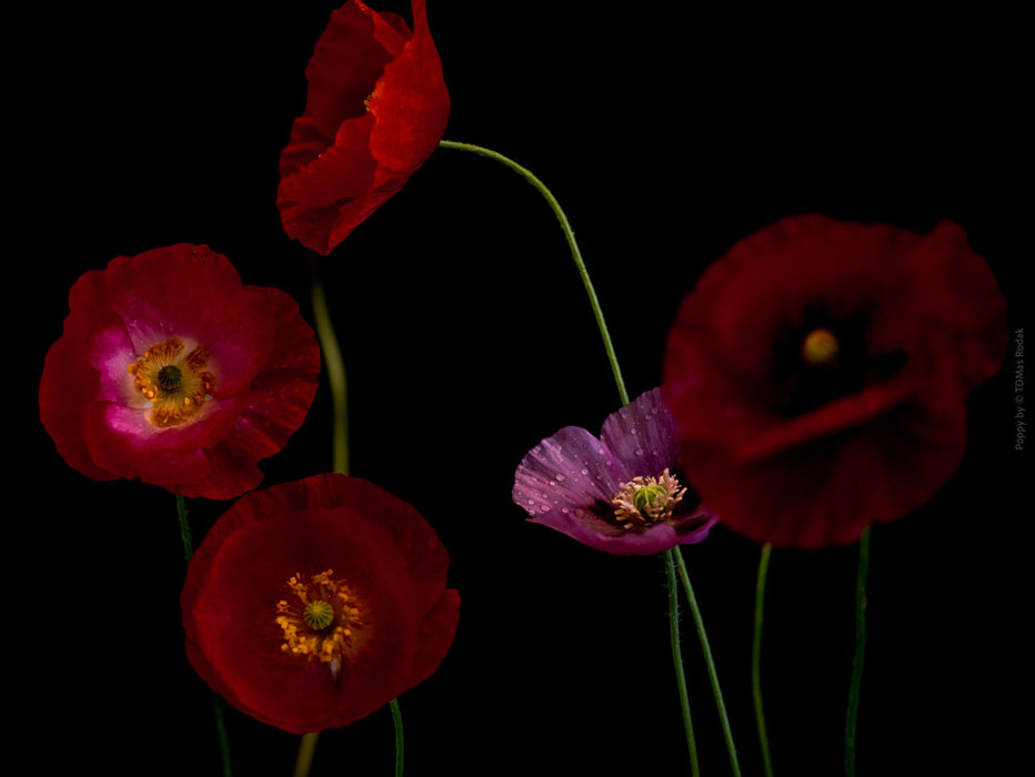 Close-up photograph of a vibrant red poppies flower with delicate petals, captured by TOMas Rodak using a Hasselblad camera, showcasing a striking floral motif.