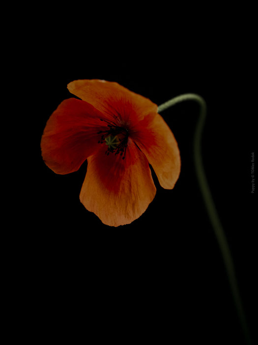 Close-up photograph of a vibrant red poppies flower with delicate petals, captured by TOMas Rodak using a Hasselblad camera, showcasing a striking floral motif.