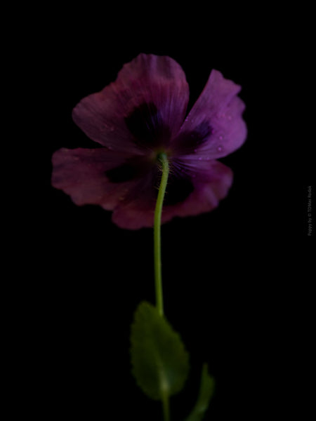 Close-up photograph of a vibrant red poppies flower with delicate petals, captured by TOMas Rodak using a Hasselblad camera, showcasing a striking floral motif.