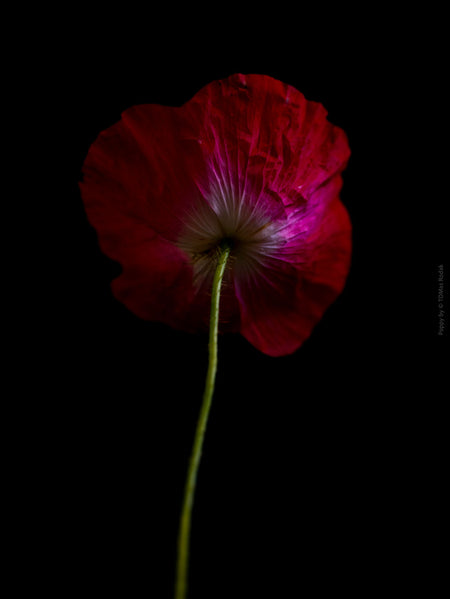 Close-up photograph of a vibrant red poppies flower with delicate petals, captured by TOMas Rodak using a Hasselblad camera, showcasing a striking floral motif.