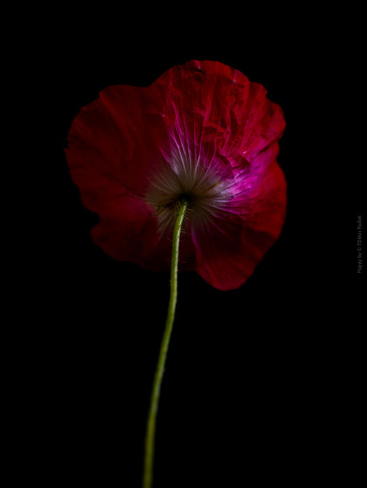 Close-up photograph of a vibrant red poppies flower with delicate petals, captured by TOMas Rodak using a Hasselblad camera, showcasing a striking floral motif.