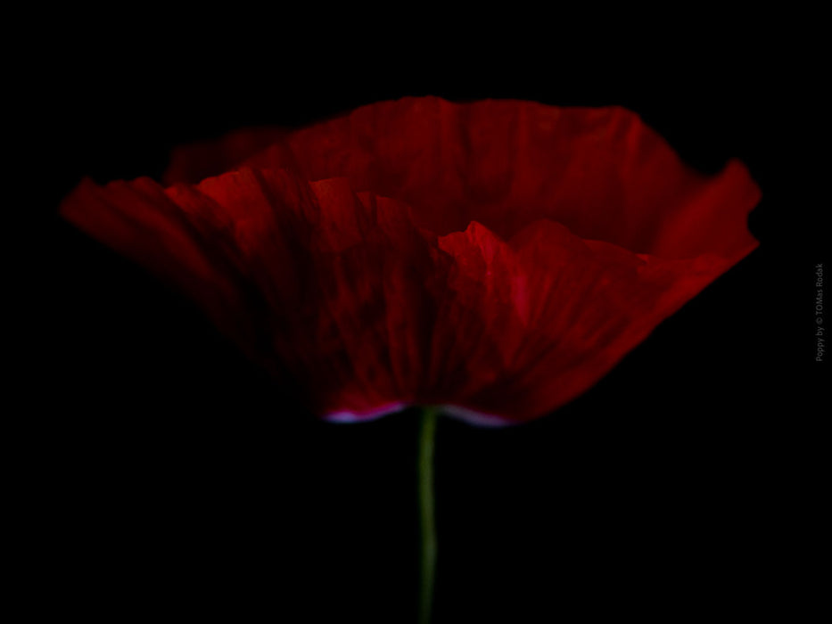 Close-up photograph of a vibrant red poppies flower with delicate petals, captured by TOMas Rodak using a Hasselblad camera, showcasing a striking floral motif.