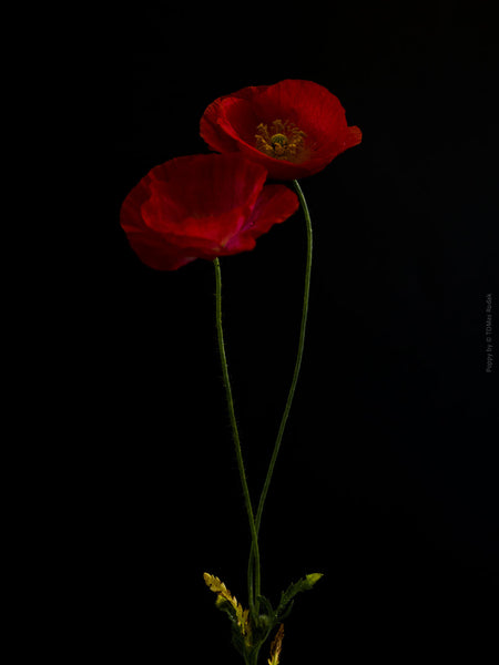 Close-up photograph of a vibrant red poppies flower with delicate petals, captured by TOMas Rodak using a Hasselblad camera, showcasing a striking floral motif.