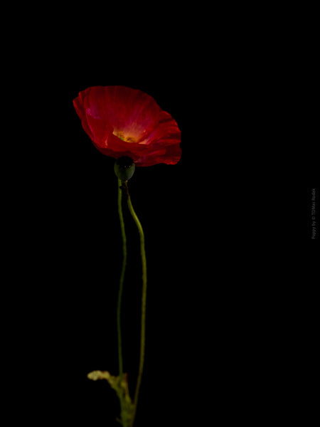 Close-up photograph of a vibrant red poppies flower with delicate petals, captured by TOMas Rodak using a Hasselblad camera, showcasing a striking floral motif.