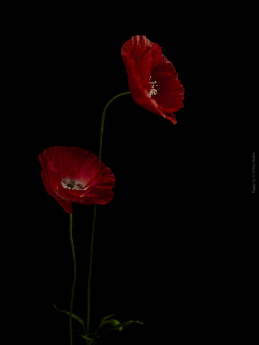 Close-up photograph of a vibrant red poppies flower with delicate petals, captured by TOMas Rodak using a Hasselblad camera, showcasing a striking floral motif.