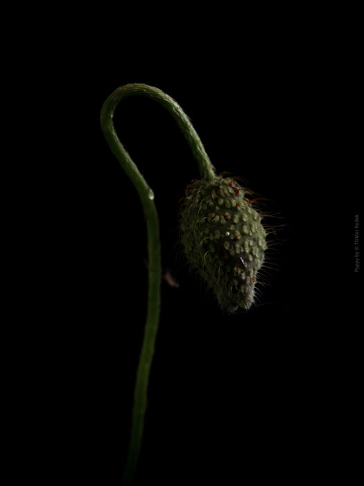 Close-up photograph of a vibrant red poppies flower with delicate petals, captured by TOMas Rodak using a Hasselblad camera, showcasing a striking floral motif.