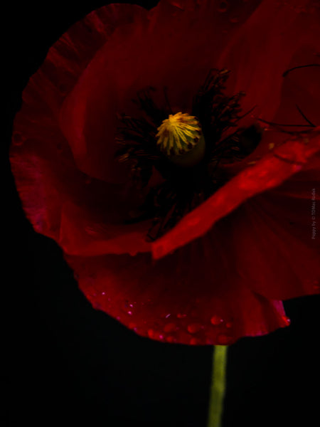 Close-up photograph of a vibrant red poppies flower with delicate petals, captured by TOMas Rodak using a Hasselblad camera, showcasing a striking floral motif.