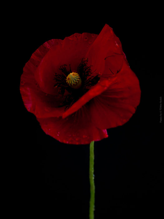 Close-up photograph of a vibrant red poppies flower with delicate petals, captured by TOMas Rodak using a Hasselblad camera, showcasing a striking floral motif.