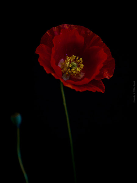 Close-up photograph of a vibrant red poppies flower with delicate petals, captured by TOMas Rodak using a Hasselblad camera, showcasing a striking floral motif.