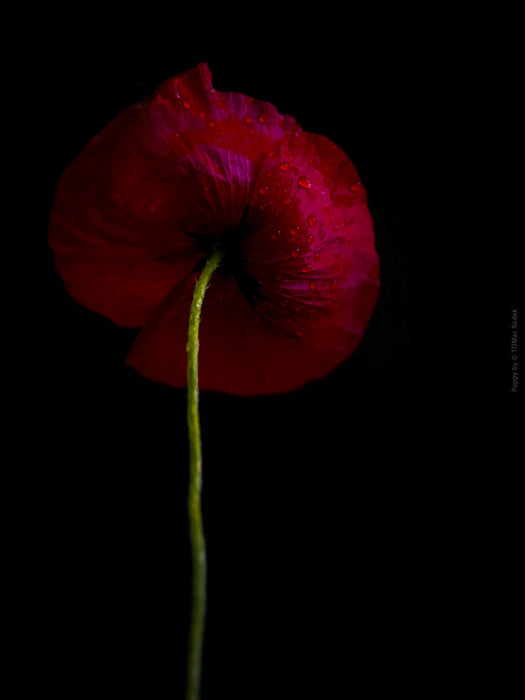 Close-up photograph of a vibrant red poppy flower with delicate petals, captured by TOMas Rodak using a Hasselblad camera, showcasing a striking floral motif.