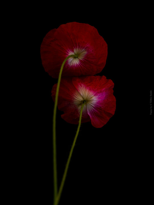 Close-up photograph of a vibrant red poppy flower with delicate petals, captured by TOMas Rodak using a Hasselblad camera, showcasing a striking floral motif.