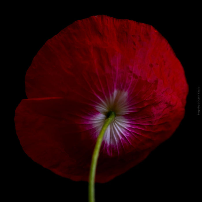 Close-up photograph of a vibrant red poppy flower with delicate petals, captured by TOMas Rodak using a Hasselblad camera, showcasing a striking floral motif.