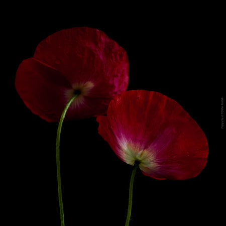 Close-up photograph of a vibrant red poppy flower with delicate petals, captured by TOMas Rodak using a Hasselblad camera, showcasing a striking floral motif.