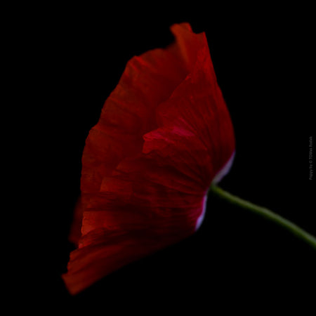 Close-up photograph of a vibrant red poppy flower with delicate petals, captured by TOMas Rodak using a Hasselblad camera, showcasing a striking floral motif.