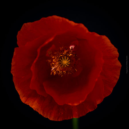 Close-up photograph of a vibrant red poppy flower with delicate petals, captured by TOMas Rodak using a Hasselblad camera, showcasing a striking floral motif.