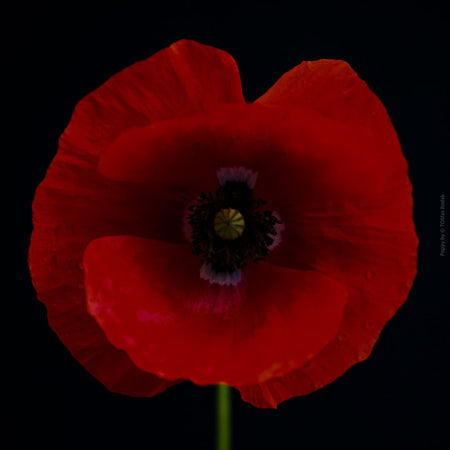 Close-up photograph of a vibrant red poppy flower with delicate petals, captured by TOMas Rodak using a Hasselblad camera, showcasing a striking floral motif.