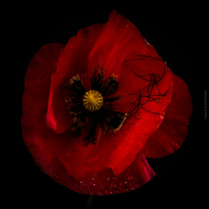 Close-up photograph of a vibrant red poppy flower with delicate petals, captured by TOMas Rodak using a Hasselblad camera, showcasing a striking floral motif.