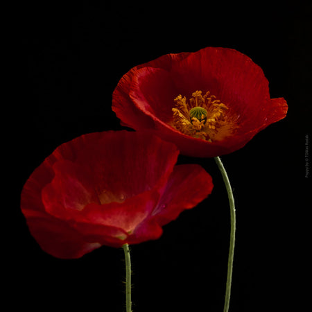 Close-up photograph of a vibrant red poppy flower with delicate petals, captured by TOMas Rodak using a Hasselblad camera, showcasing a striking floral motif.