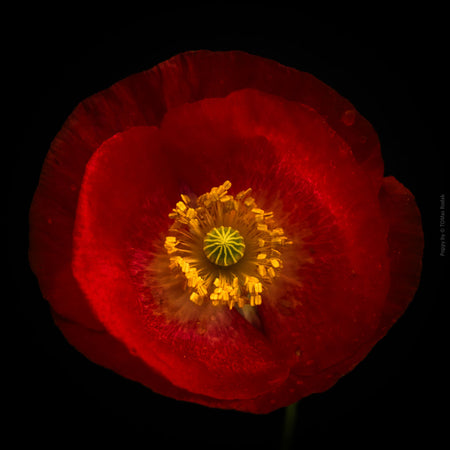 Close-up photograph of a vibrant red poppy flower with delicate petals, captured by TOMas Rodak using a Hasselblad camera, showcasing a striking floral motif.